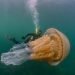 medusa-piu-grande-di-un-uomo-vista-da-vicino,-video-impressionante