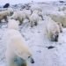 russia,-orsi-polari-irrompono-in-un-villaggio.-colpa-del-cambio-climatico