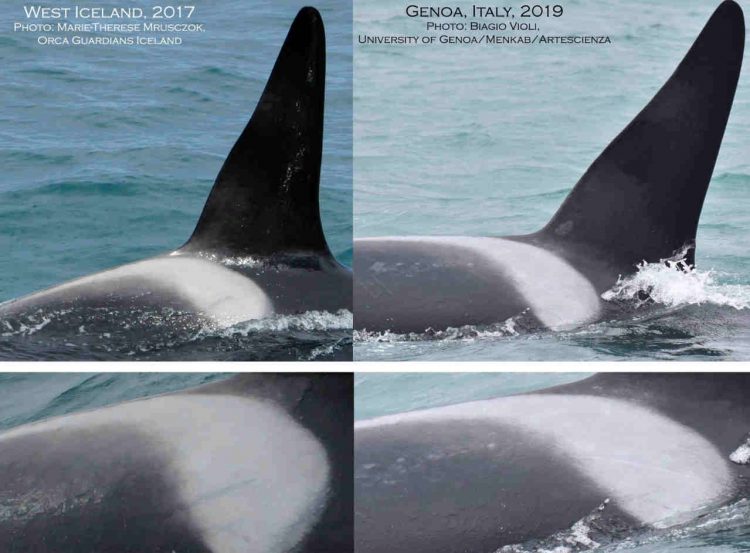 identificate-le-orche-viste-a-genova.-arrivano-da-lontanissimo,-incredibile