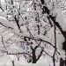 meteo-da-crudo-inverno-in-india-settentrionale:-forti-nevicate-con-vittime-per-le-valanghe