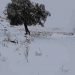 meteo-invernale-con-grandi-nevicate-in-algeria.-foto-e-video
