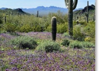 meteo-anomalo,-fioriscono-i-deserti-di-california-e-arizona
