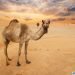 meteo,-in-kuwait-nuovo-record-di-caldo-mensile-per-il-nord-emisfero