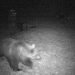 orso-avvistato-in-piemonte:-non-capitava-da-oltre-un-secolo