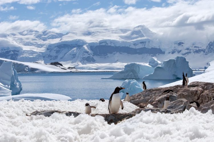 antartide,-confermato-il-record-di-caldo-assoluto,-prima-volta-oltre-i-20-gradi