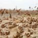 disastro-invasione-locuste-in-africa:-colpa-del-meteo