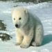 il-problema-degli-orsi-polari