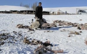 un-inverno-terribile-in-mongolia