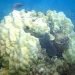 florida:-il-gelo-uccide-i-coralli