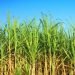 clima,-un-aiuto-dai-biocarburanti.-impariamo-dal-brasile