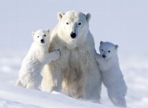habitat-degli-orsi-polari-minacciato-dal-fuoco-in-canada