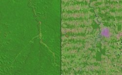 la-foresta-amazzonica-sta-sparendo
