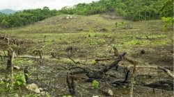 la-deforestazione-delle-foreste-pluviali-cambiera-il-regime-pluviometrico