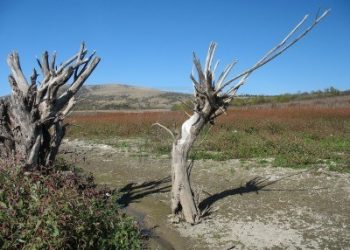 texas,-per-la-siccita’-muoiono-oltre-300-milioni-di-alberi