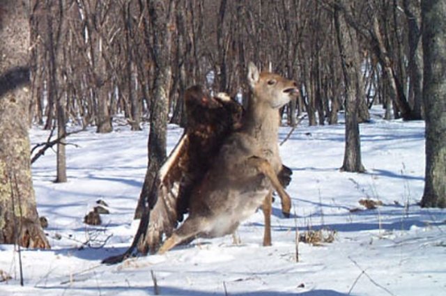 aquila-reale-attacca-un-giovane-cervo-che-soccombe:-immagini-incredibili!