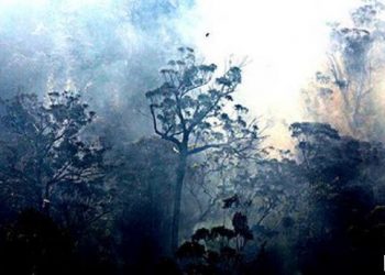 l’australia-brucia:-devastanti-incendi-e-record-di-caldo-a-ripetizione