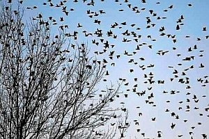 anomala-invasione-di-uccelli-negli-usa-ad-hopkinsville:-quali-le-cause?