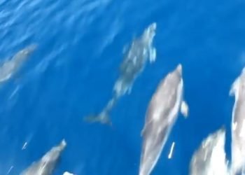 delfino-in-mezzo-ai-bagnanti,-e-accaduto-ad-arenzano