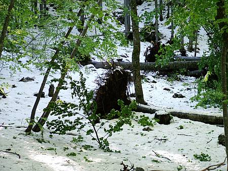 immagine 2 del capitolo 1 del reportage gli effetti della tempesta del 29 30 maggio 2006 sul carso